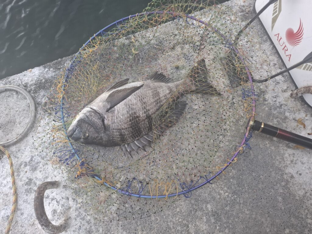 巨チヌ極道様のレポート