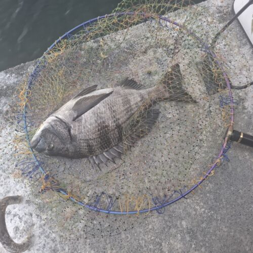 巨チヌ極道様のレポート