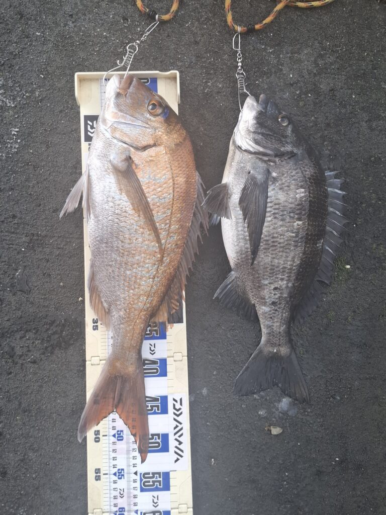 巨チヌ極道様のレポート