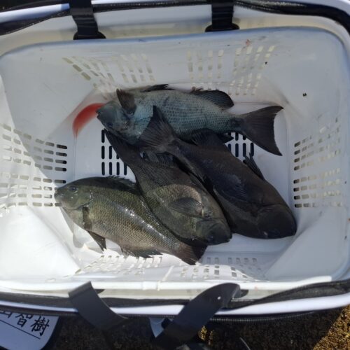 福山智樹様のレポート