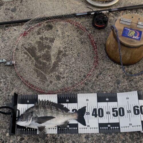 チーム🌪️様のレポート