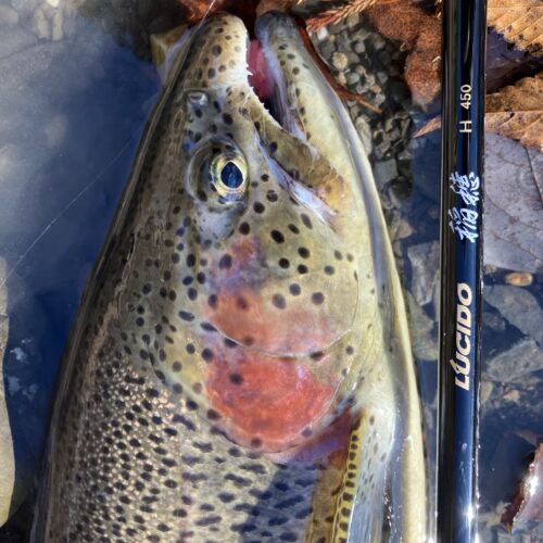 18様のレポート