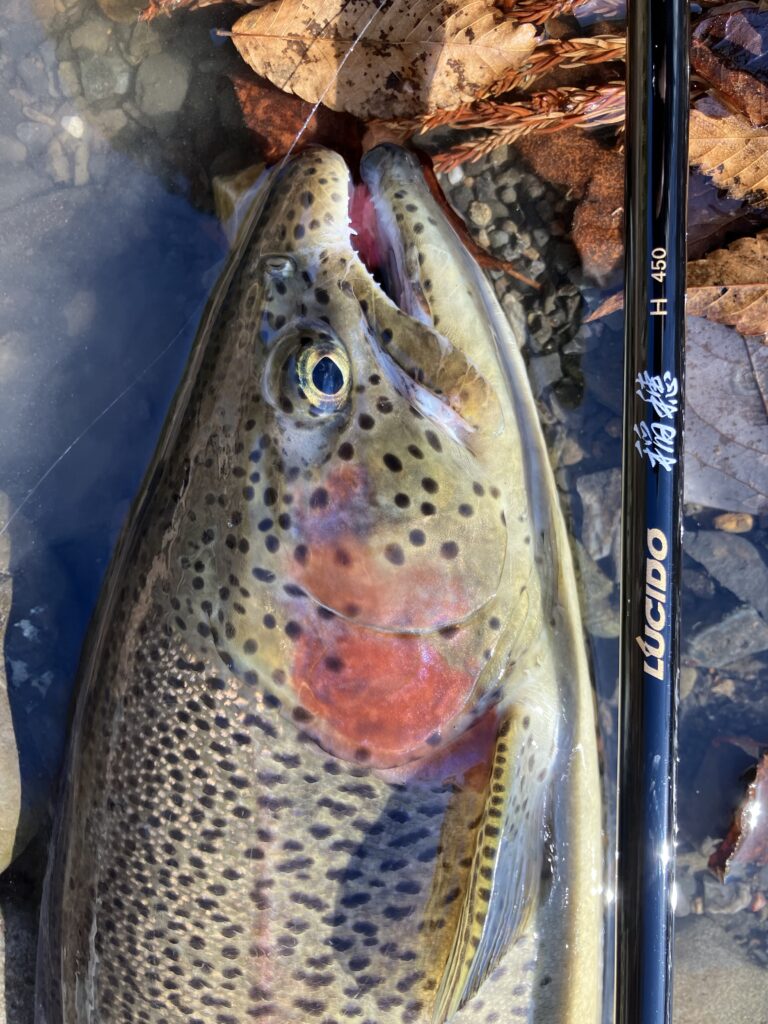 18様のレポート