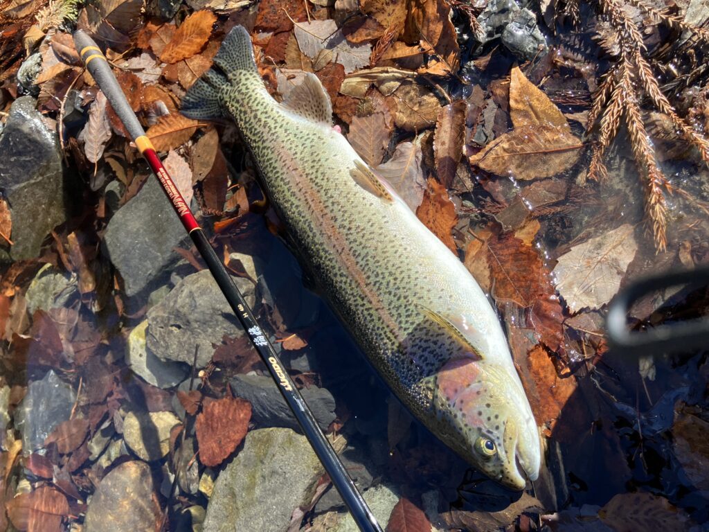 18様のレポート