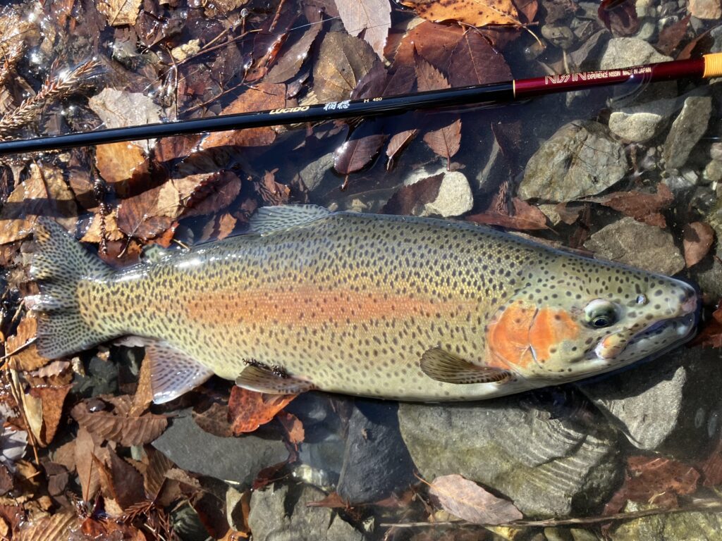 18様のレポート