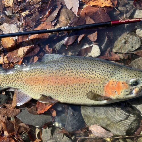 18様のレポート