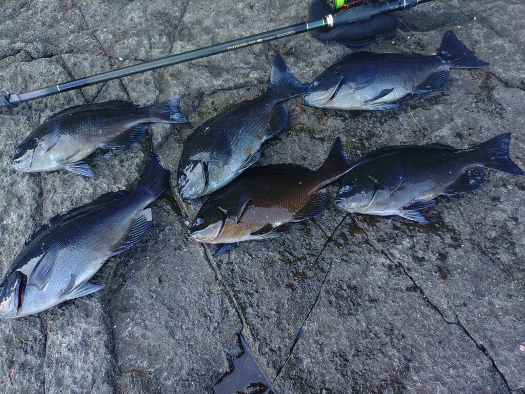 江口龍一様のレポート