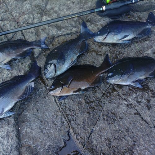 江口龍一様のレポート