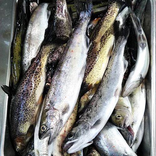 タコ嫁様のレポート