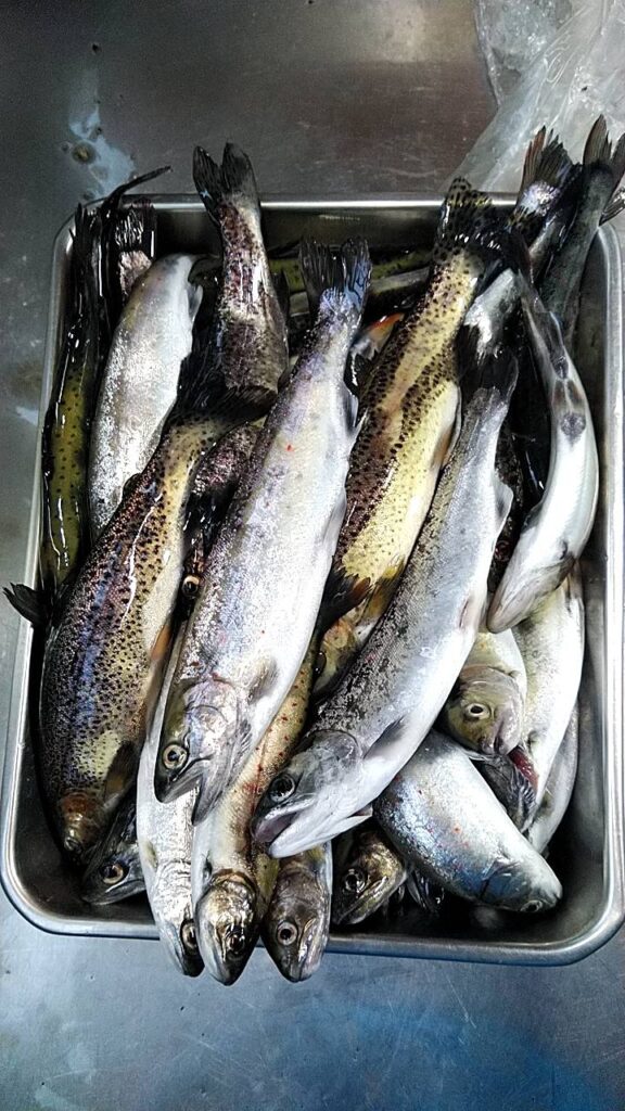 タコ嫁様のレポート