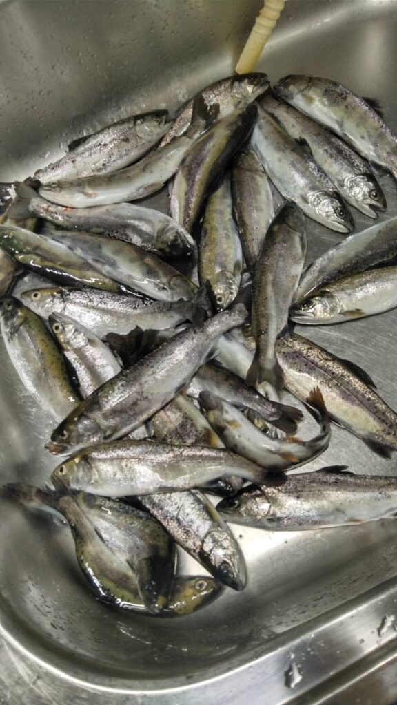 タコ嫁様のレポート