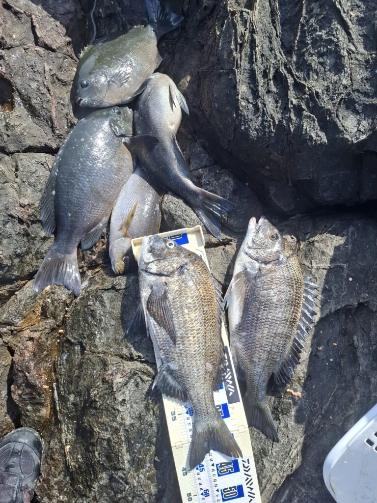 巨チヌ極道様のレポート