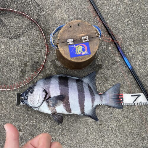 nomsan様のレポート