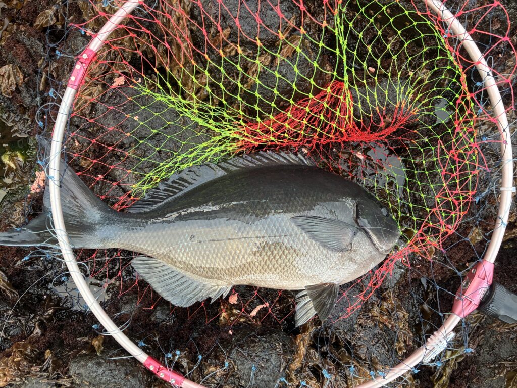 T＆A白澤政記様のレポート