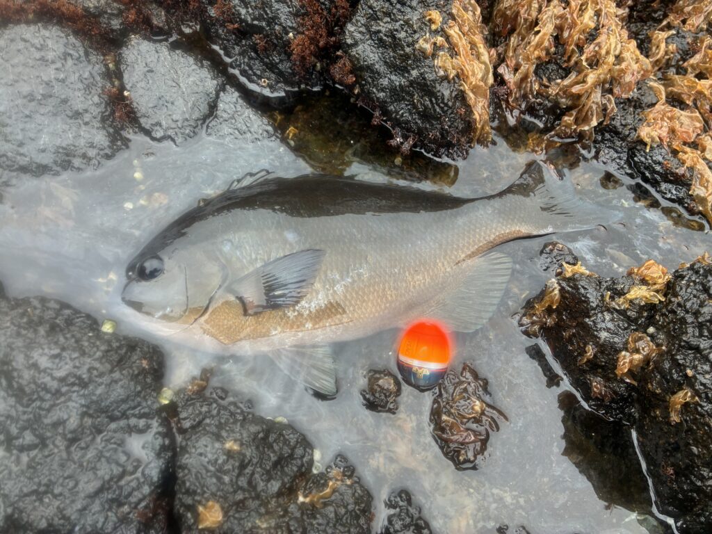 T＆A白澤政記様のレポート