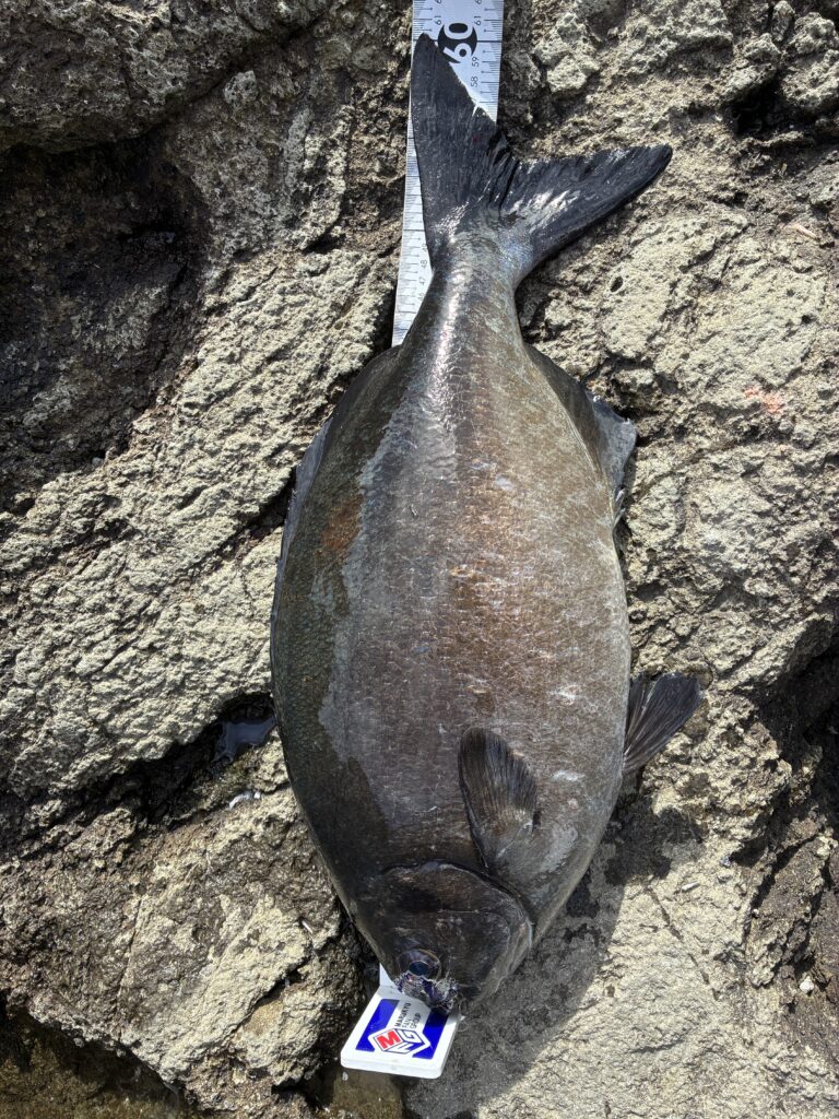 T＆A白澤政記様のレポート