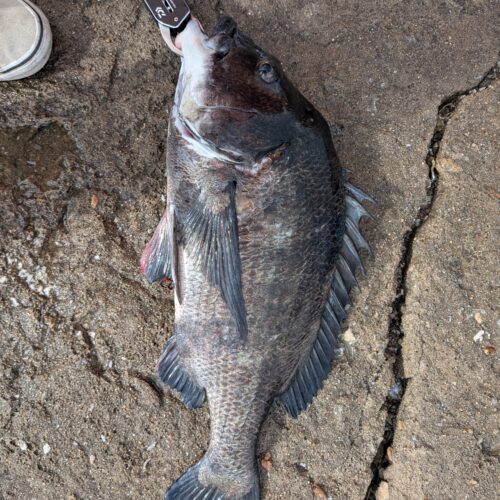 楊枝様のレポート