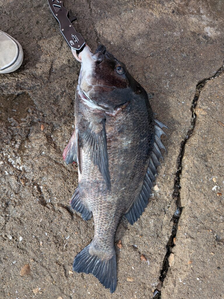 楊枝様のレポート