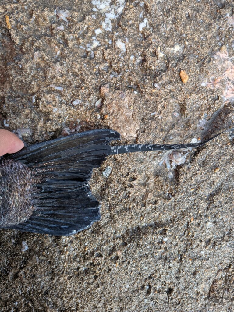 楊枝様のレポート