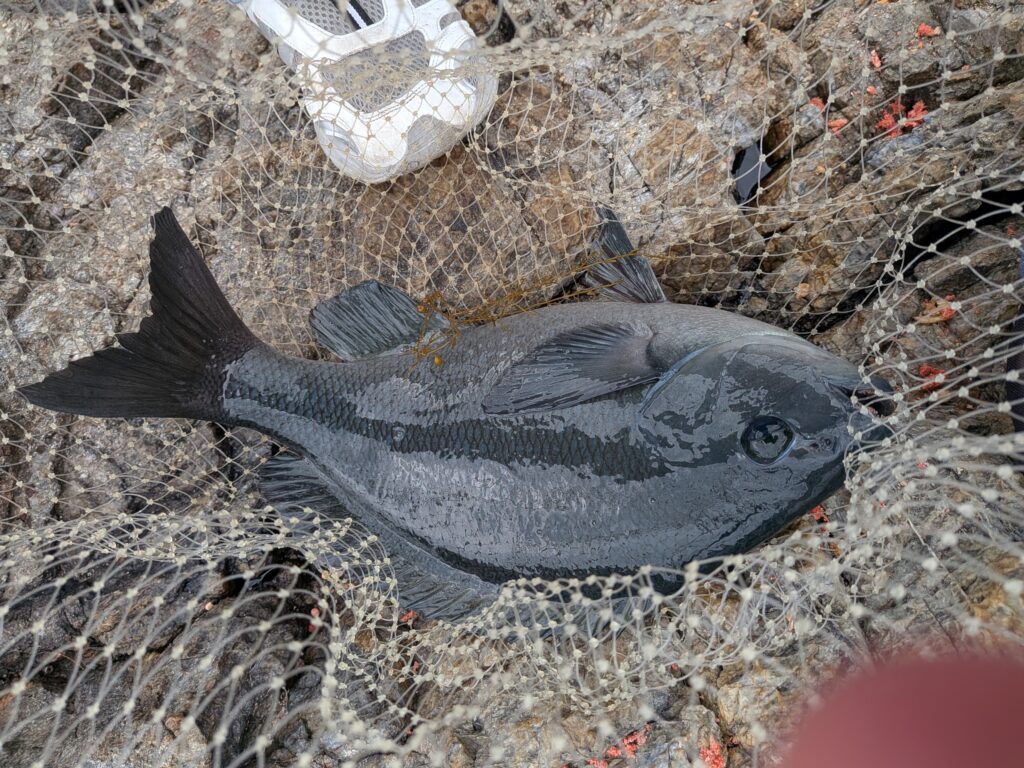 クロチヌハンター様のレポート