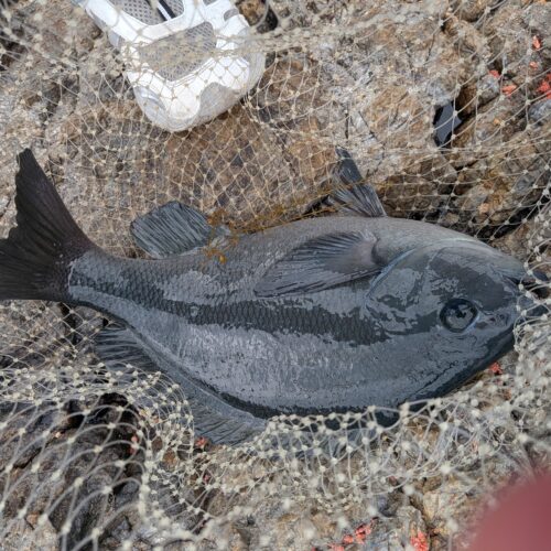 クロチヌハンター様のレポート