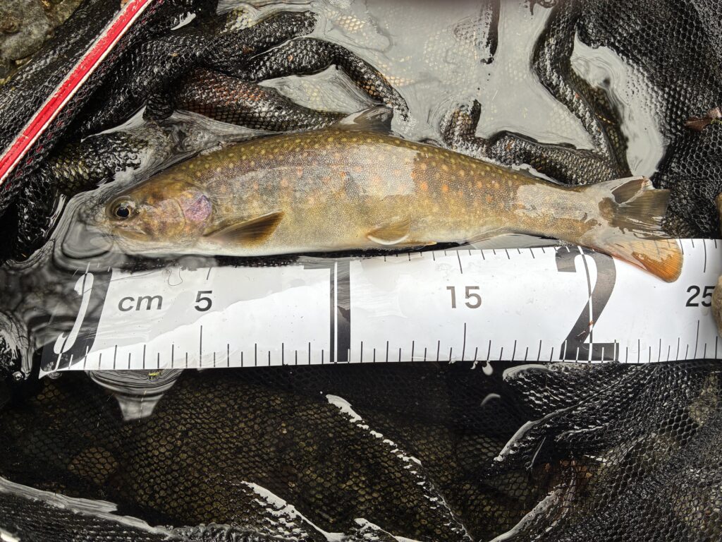 T＆A白澤政記様のレポート