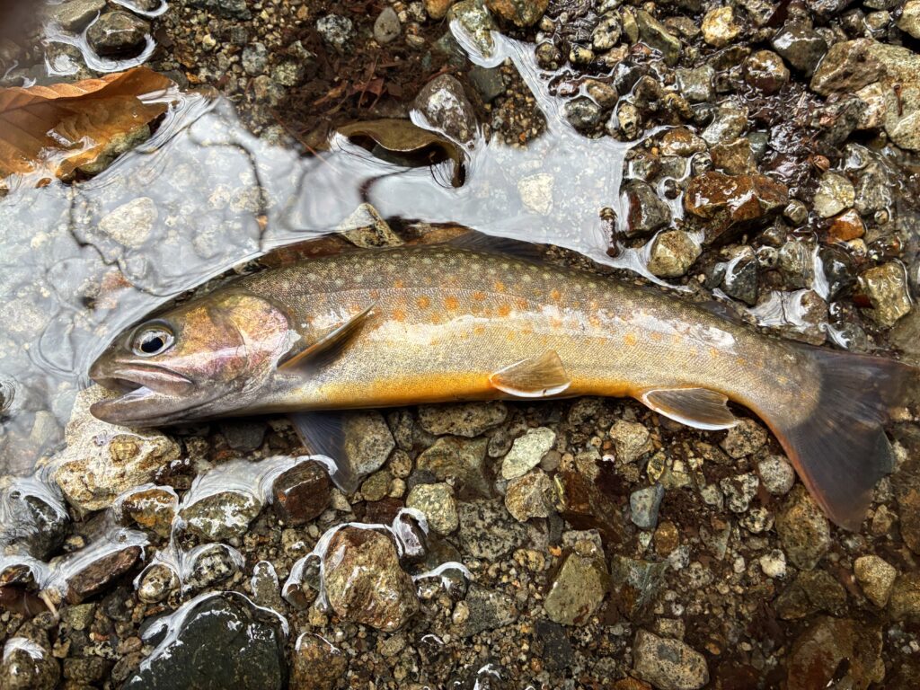 T＆A白澤政記様のレポート