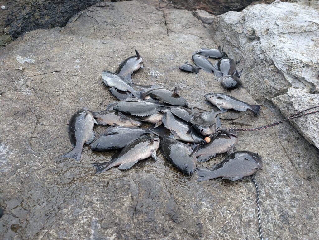 ひろちゃん様のレポート